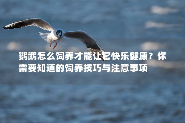 鹦鹉怎么饲养才能让它快乐健康？你需要知道的饲养技巧与注意事项