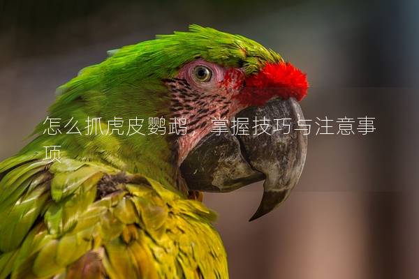 怎么抓虎皮鹦鹉，掌握技巧与注意事项