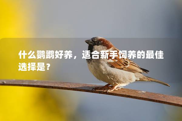 什么鹦鹉好养，适合新手饲养的最佳选择是？