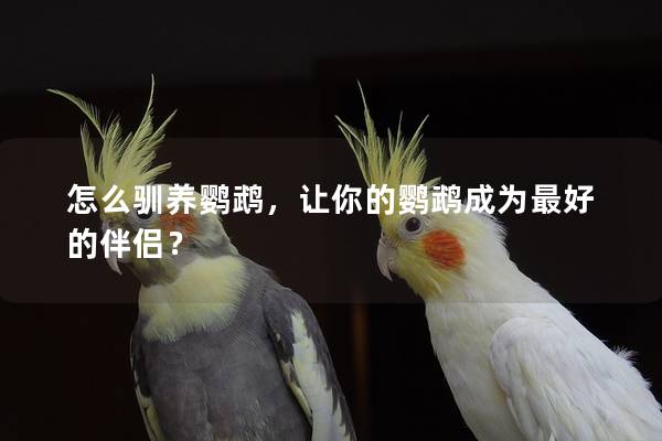 怎么驯养鹦鹉，让你的鹦鹉成为最好的伴侣？