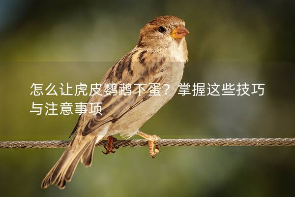 怎么让虎皮鹦鹉下蛋？掌握这些技巧与注意事项