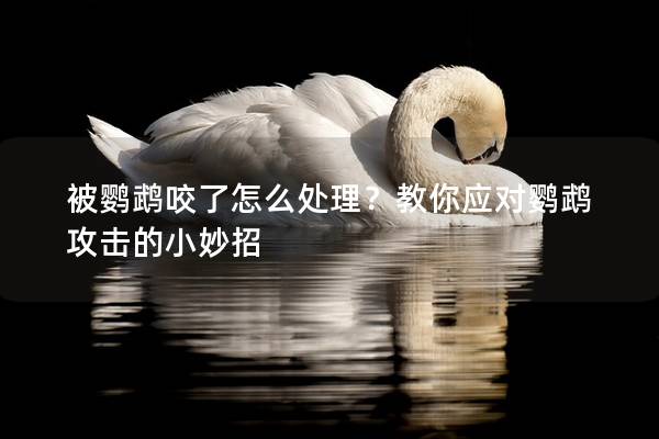 被鹦鹉咬了怎么处理？教你应对鹦鹉攻击的小妙招