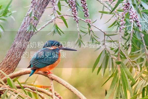 鹦鹉奶粉怎么配制，掌握这些技巧让你的鹦鹉更健康