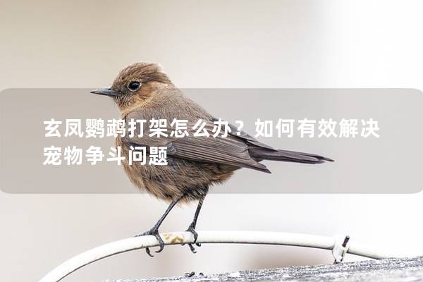 玄凤鹦鹉打架怎么办？如何有效解决宠物争斗问题
