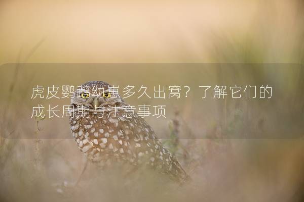 虎皮鹦鹉幼崽多久出窝？了解它们的成长周期与注意事项