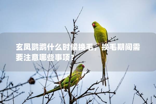 玄凤鹦鹉什么时候换毛，换毛期间需要注意哪些事项？
