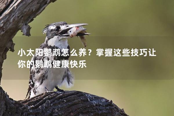 小太阳鹦鹉怎么养？掌握这些技巧让你的鹦鹉健康快乐