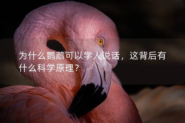 为什么鹦鹉可以学人说话，这背后有什么科学原理？