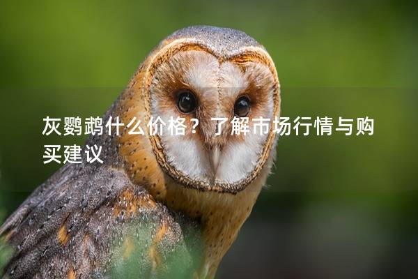 灰鹦鹉什么价格？了解市场行情与购买建议