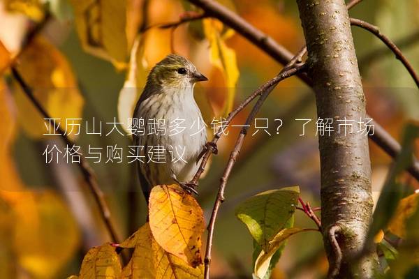 亚历山大鹦鹉多少钱一只？了解市场价格与购买建议
