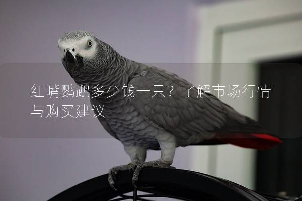 红嘴鹦鹉多少钱一只？了解市场行情与购买建议