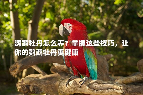 鹦鹉牡丹怎么养？掌握这些技巧，让你的鹦鹉牡丹更健康