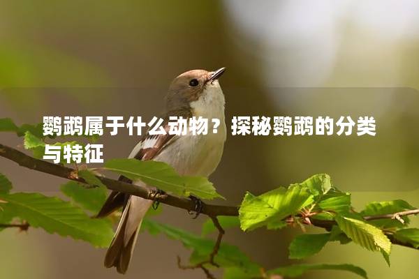鹦鹉属于什么动物？探秘鹦鹉的分类与特征
