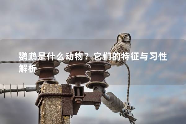 鹦鹉是什么动物？它们的特征与习性解析