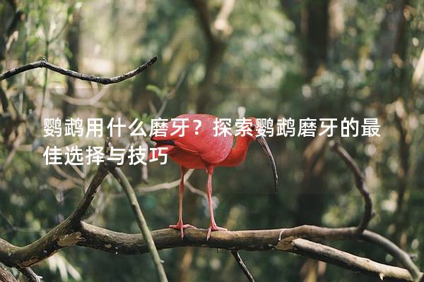 鹦鹉用什么磨牙？探索鹦鹉磨牙的最佳选择与技巧