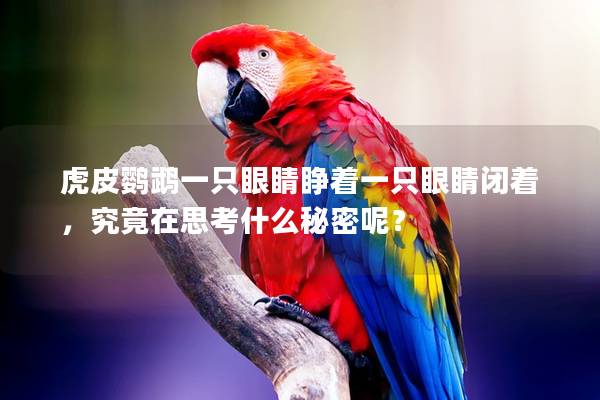 虎皮鹦鹉一只眼睛睁着一只眼睛闭着，究竟在思考什么秘密呢？