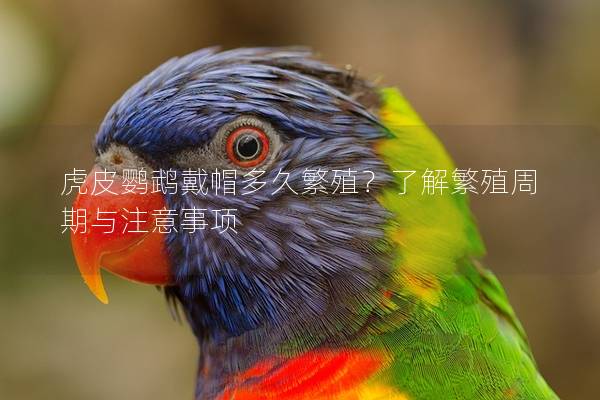 虎皮鹦鹉戴帽多久繁殖？了解繁殖周期与注意事项