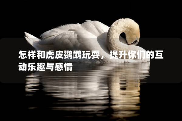 怎样和虎皮鹦鹉玩耍，提升你们的互动乐趣与感情