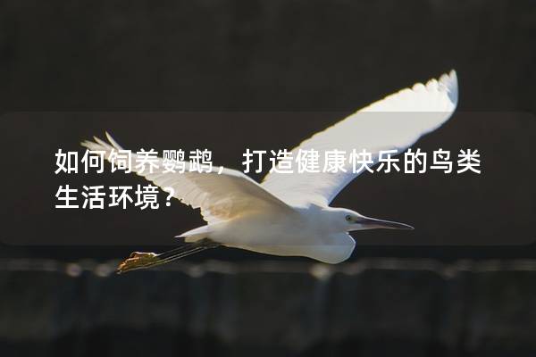 如何饲养鹦鹉，打造健康快乐的鸟类生活环境？