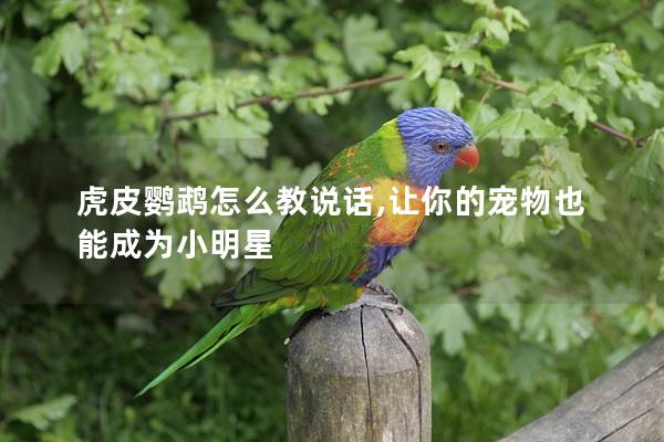 虎皮鹦鹉怎么教说话,让你的宠物也能成为小明星