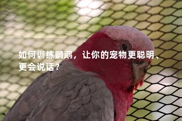 如何训练鹦鹉，让你的宠物更聪明、更会说话？