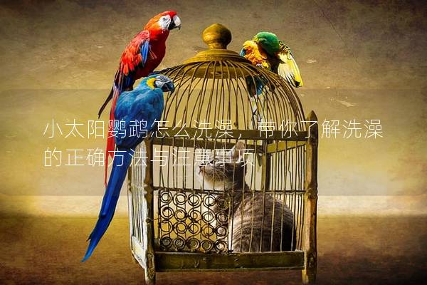 小太阳鹦鹉怎么洗澡，带你了解洗澡的正确方法与注意事项