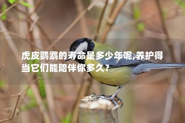 虎皮鹦鹉的寿命是多少年呢,养护得当它们能陪伴你多久？