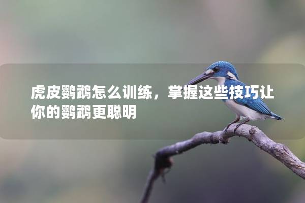 虎皮鹦鹉怎么训练，掌握这些技巧让你的鹦鹉更聪明