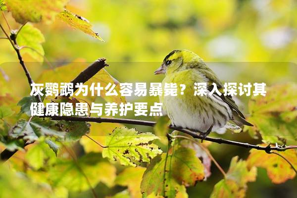 灰鹦鹉为什么容易暴毙？深入探讨其健康隐患与养护要点