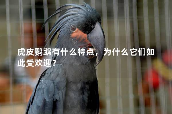 虎皮鹦鹉有什么特点，为什么它们如此受欢迎？