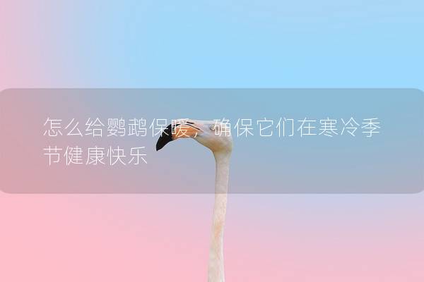 怎么给鹦鹉保暖，确保它们在寒冷季节健康快乐