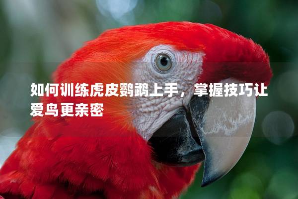 如何训练虎皮鹦鹉上手，掌握技巧让爱鸟更亲密