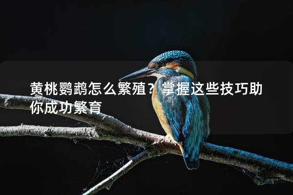黄桃鹦鹉怎么繁殖？掌握这些技巧助你成功繁育