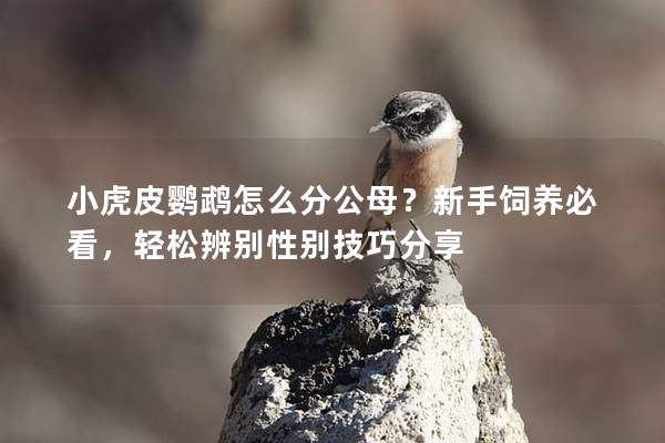 小虎皮鹦鹉怎么分公母？新手饲养必看，轻松辨别性别技巧分享