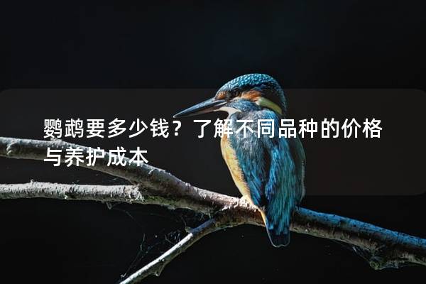 鹦鹉要多少钱？了解不同品种的价格与养护成本