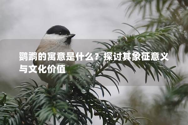鹦鹉的寓意是什么？探讨其象征意义与文化价值