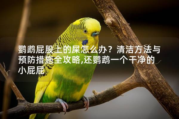鹦鹉屁股上的屎怎么办？清洁方法与预防措施全攻略,还鹦鹉一个干净的小屁屁