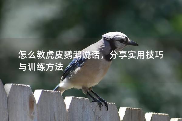 怎么教虎皮鹦鹉说话，分享实用技巧与训练方法