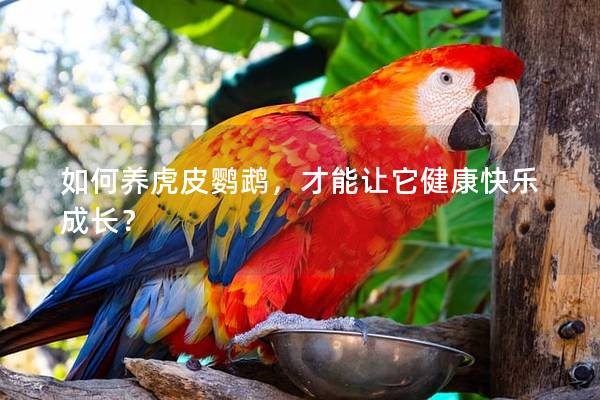 如何养虎皮鹦鹉，才能让它健康快乐成长？