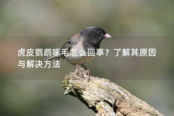 虎皮鹦鹉啄毛怎么回事？了解其原因与解决方法