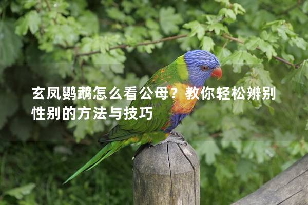 玄凤鹦鹉怎么看公母？教你轻松辨别性别的方法与技巧