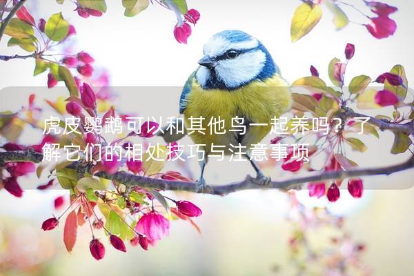 虎皮鹦鹉可以和其他鸟一起养吗？了解它们的相处技巧与注意事项