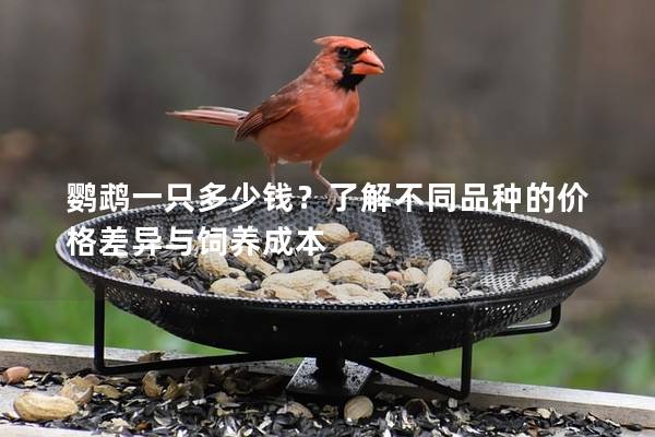 鹦鹉一只多少钱？了解不同品种的价格差异与饲养成本