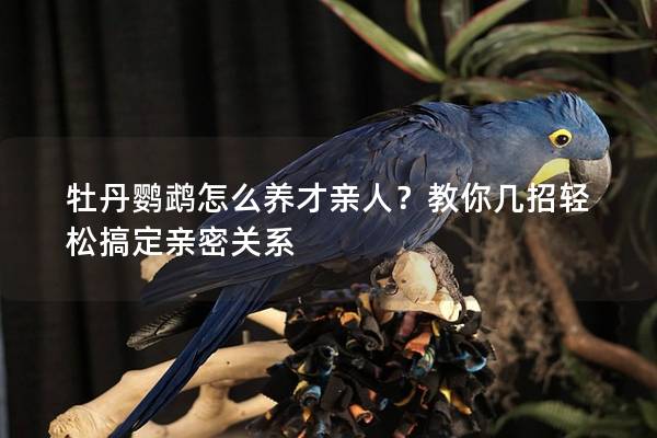 牡丹鹦鹉怎么养才亲人？教你几招轻松搞定亲密关系