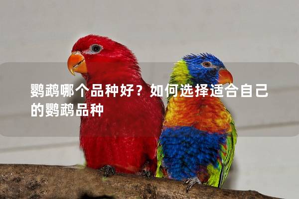 鹦鹉哪个品种好？如何选择适合自己的鹦鹉品种