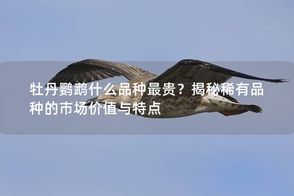 牡丹鹦鹉什么品种最贵？揭秘稀有品种的市场价值与特点