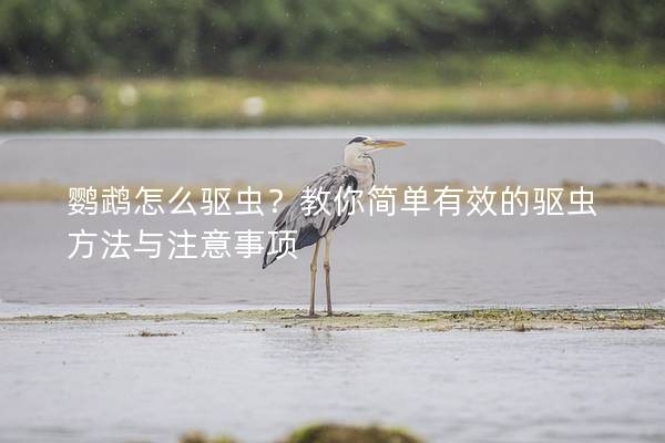 鹦鹉怎么驱虫？教你简单有效的驱虫方法与注意事项