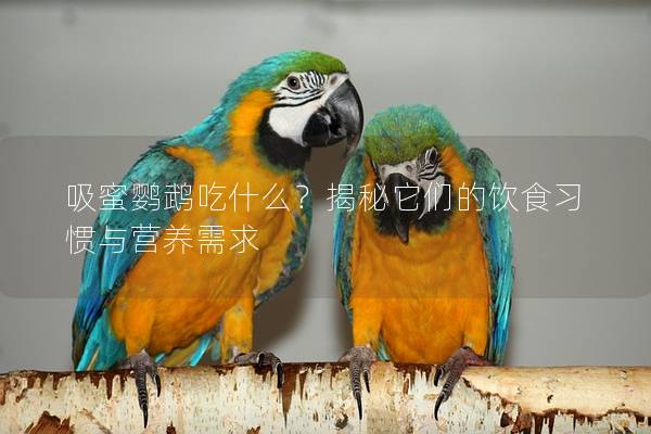 吸蜜鹦鹉吃什么？揭秘它们的饮食习惯与营养需求