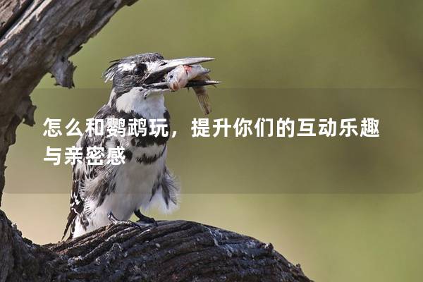 怎么和鹦鹉玩，提升你们的互动乐趣与亲密感