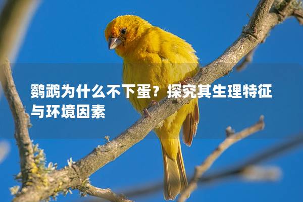 鹦鹉为什么不下蛋？探究其生理特征与环境因素